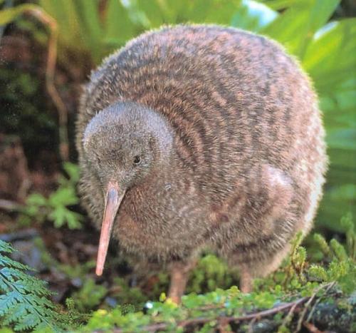 novozelandsky-kiwi-ycp.jpg
